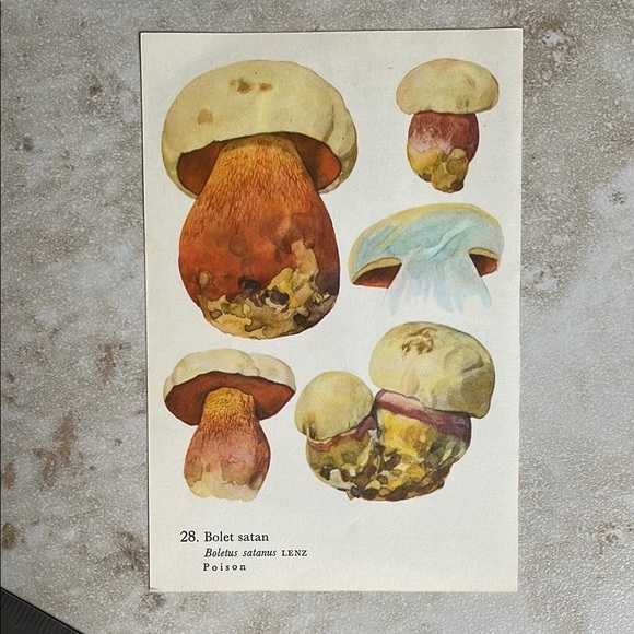 Vintage Other - Vintage Mushroom Illustration Print